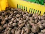Raw Cashew Nut