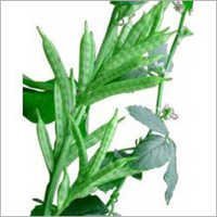 Guar Gum Plant - Erect Growth Habit, Compound Leaf, White Flowers | Pure, Fresh, Nutrient-Rich Additive for Food, Pharma, and Textiles