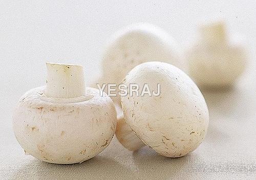 White Organic Button Mushroom