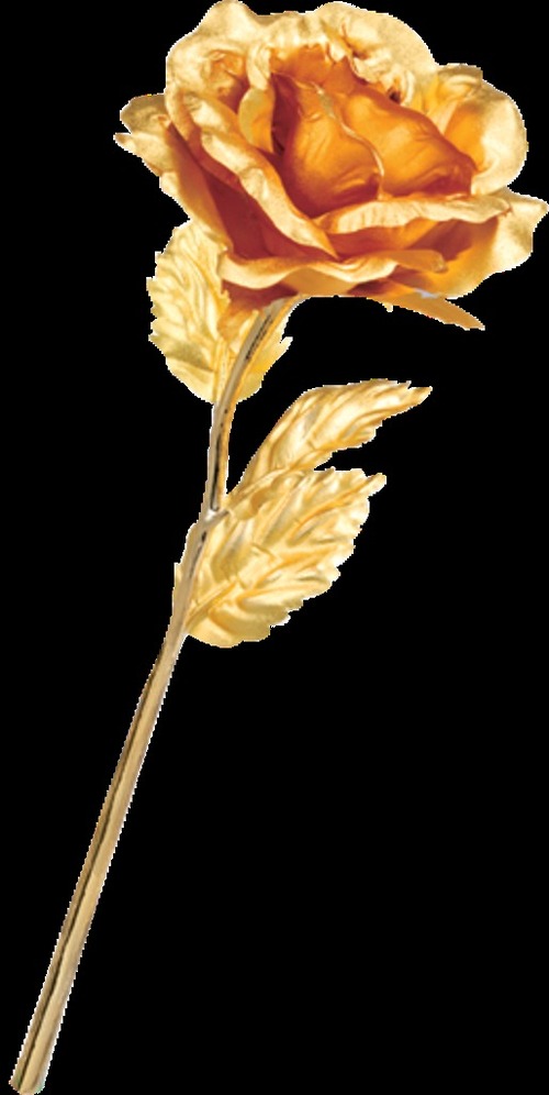 Gold Rose