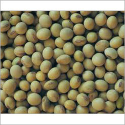 Soybeans Seeds