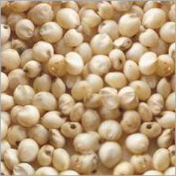 Sorghum Seeds