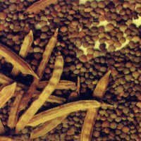 Guar Gum Seed - Small Kidney-Shaped Brown Seeds | High Germination Rate, Low Moisture Content, High Purity