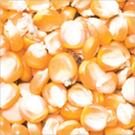 Yellow Maize