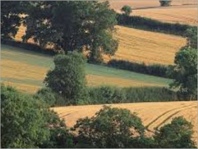 Vegetable Farming Service