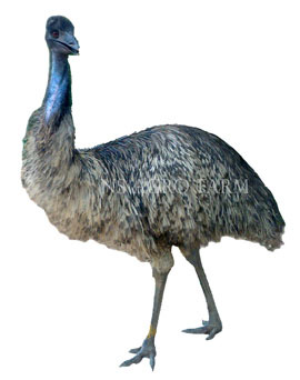 Emu Oil