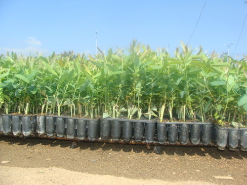 Eucalyptus Clones