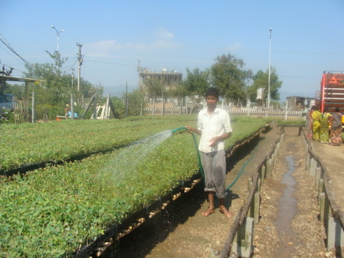 Clonal Eucalyptus Plants