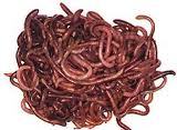 Vermicompost - Organic Nutrient-Rich Soil Amendment | Enhances Plant Growth, Improves Soil Structure