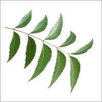 Neem Leaves