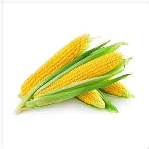 Corn