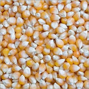 Maize Corn