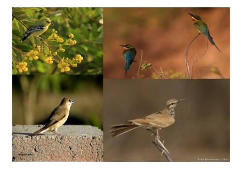 WildLife Tour & Travel Packages