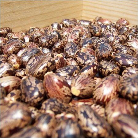 Castor Seed