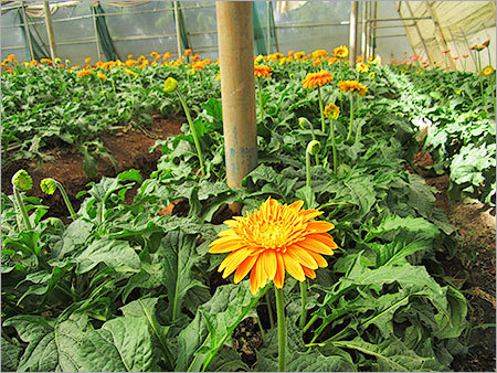 Gerbera Plants - 3-5 Inch Orange Blooms, 12-18 Inch Bushy Growth, Bright Vibrant Color
