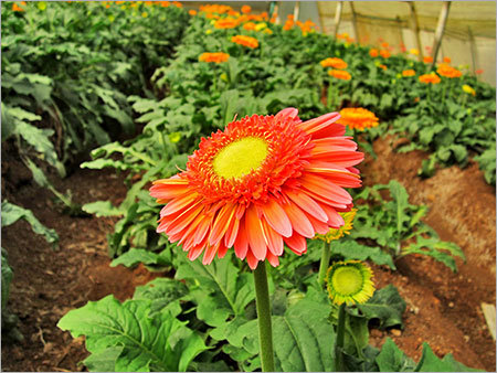 Gerbera Plants