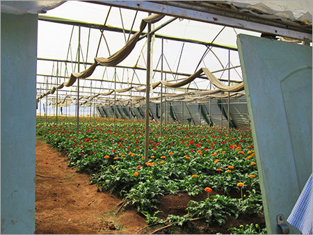 Gerbera Cultivation