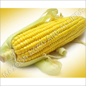 Normal Yellow Corn Maize