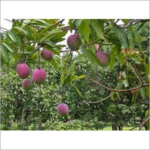 Mango Plantation