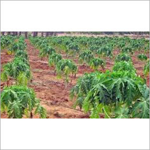 Papaya Plantation