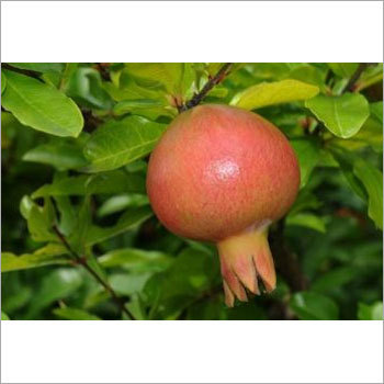 Pomegranate Plantation