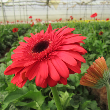 Gerbera Flower Plant