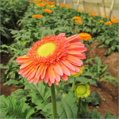Gerbera Flower Plant