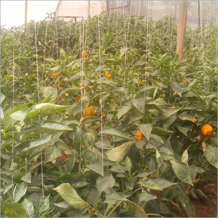 Colored Capsicum Plant