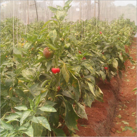 Colored Capsicum Plant - 5-10 cm 50-100g Fruit Size Vibrant Color High Yield Disease Resistant