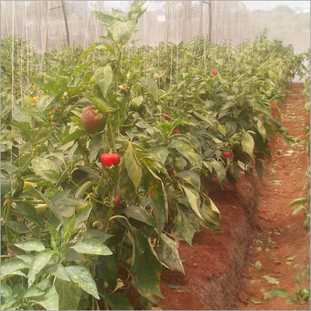 Colored Capsicum Plant