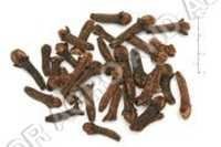 CLOVE, LUNG