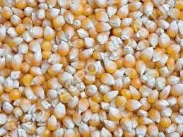 Yellow Maize