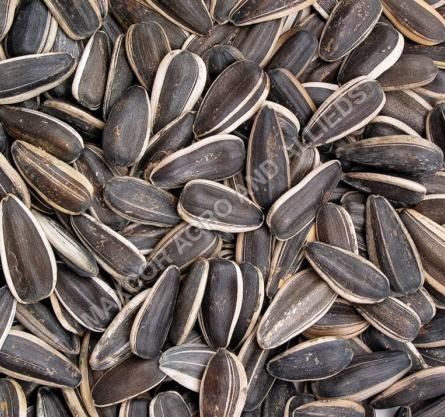 Black Sun Flower Seeds