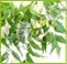Azadirachta Indica  Neem Age Group: For Children