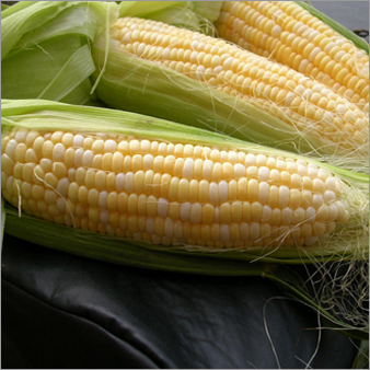 Maize Makka