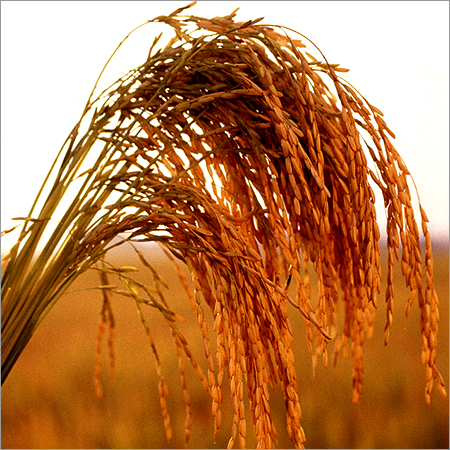 Long Grain Non Basmati Rice