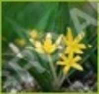CURCULIGO ORCHIOIDES  KALI MUSLI