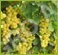 DRAKSHA  VITIS VINIFERA