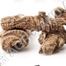 Galangal Roots Age Group: For Children