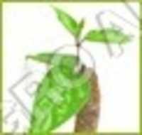 GUDMAR  GYMNEMA SYLVESTRE