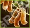 Kawach  Mucuna Pruriens Age Group: For Adults