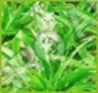 SAFED MUSLI