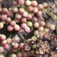 TRIFALA