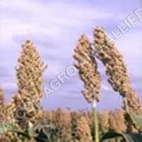 SORGHUM