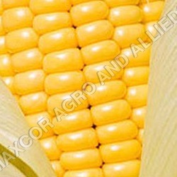 Organic Indian Yellow Corn