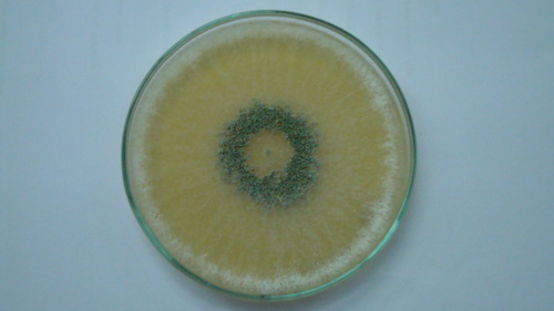 Potato Dextrose Agar