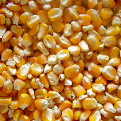 Maize Corn