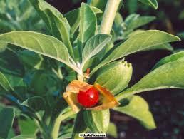 Withania Somnifera - Ashwagandha