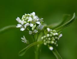 Indian Medicinal Herbs & Seeds