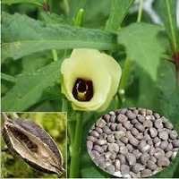 Indian Medicinal Herbs & Seeds